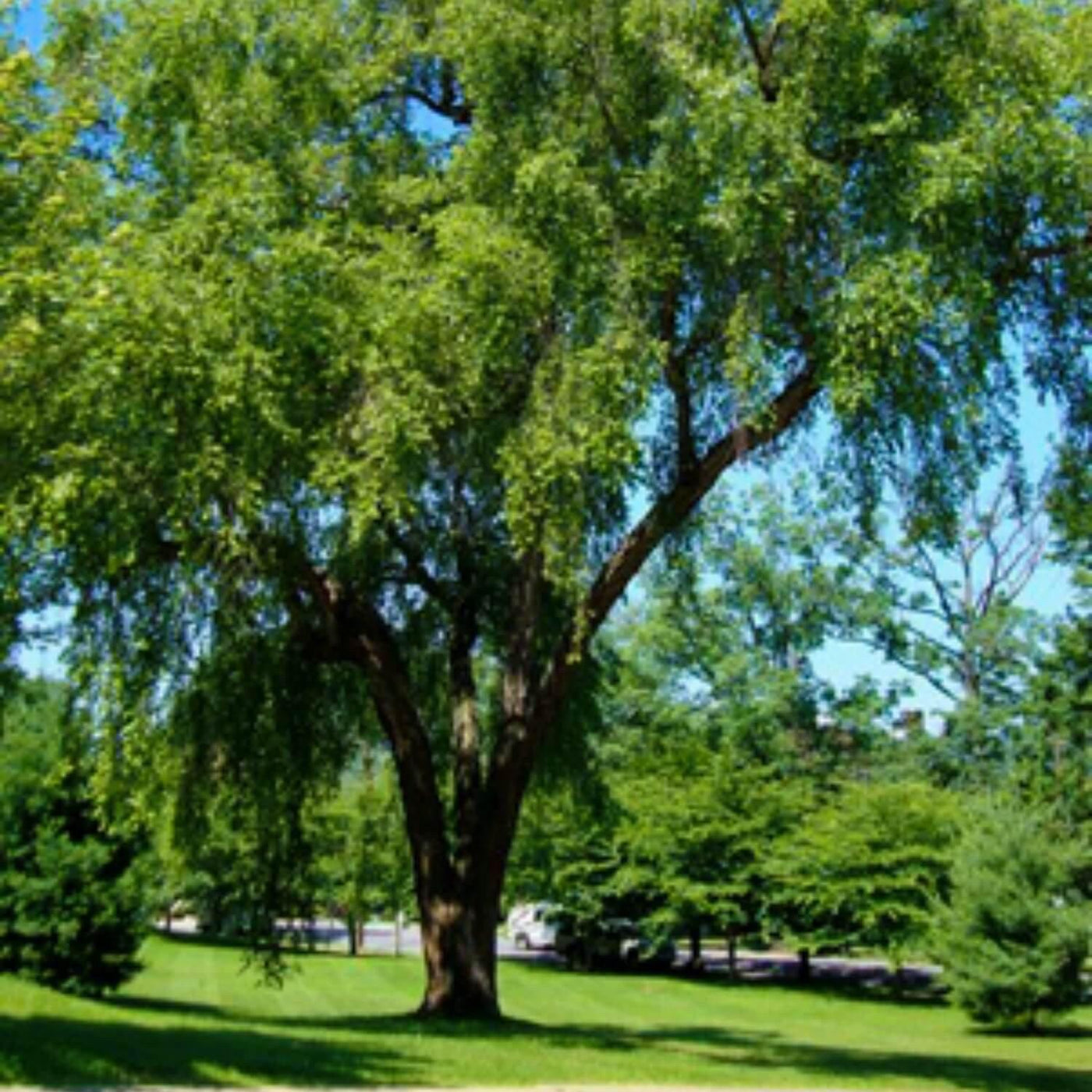 River Birch - Akers James