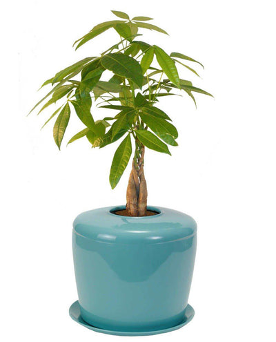 The Living Urn Indoors / Patio - Heaven Bound
