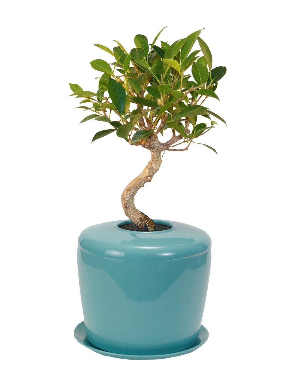 The Living Urn Indoors / Patio - Akers James