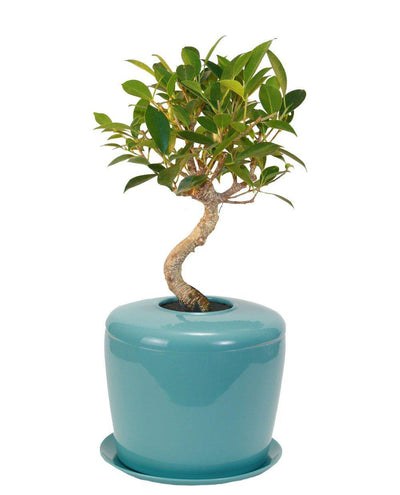 The Living Urn Indoors / Patio - Heaven Bound