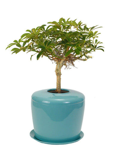 The Living Urn Indoors / Patio - Heaven Bound