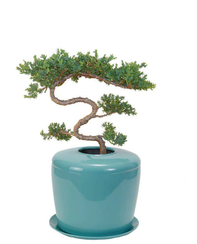 The Living Urn Indoors / Patio - Akers James