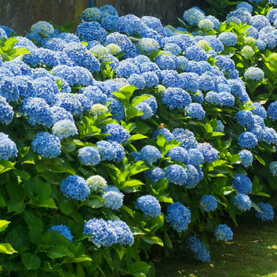 Hydrangea - Akers James