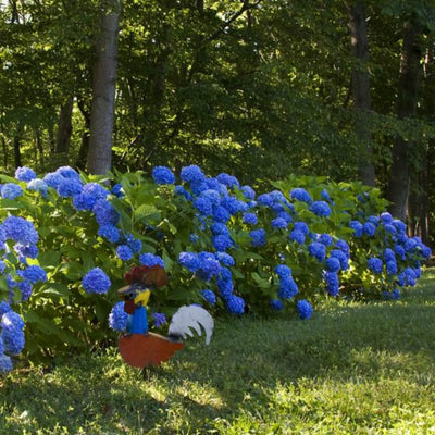 Hydrangea - Akers James