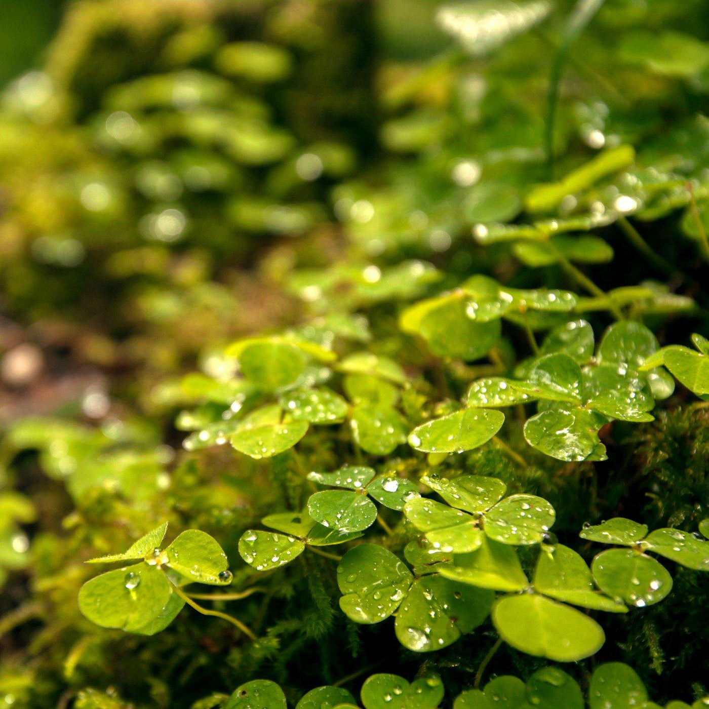 The Irish Living Urn - Messenger