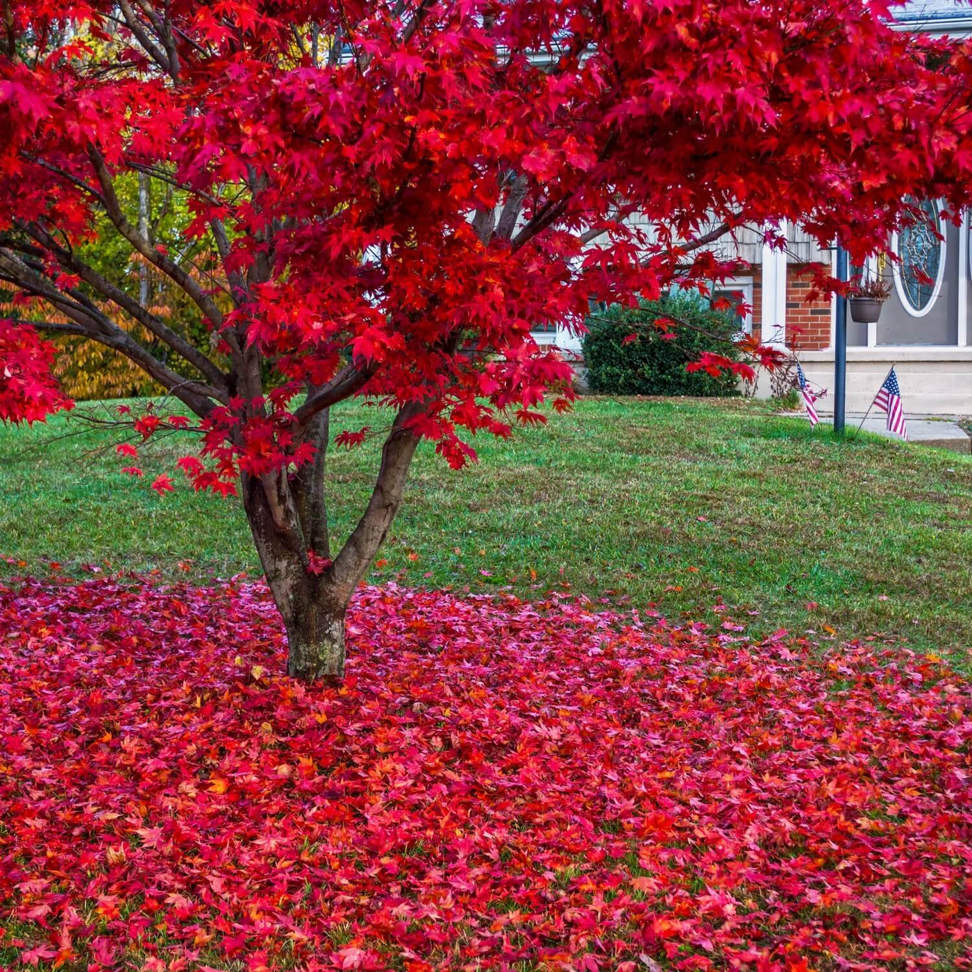 Japanese Red Maple - Akers James