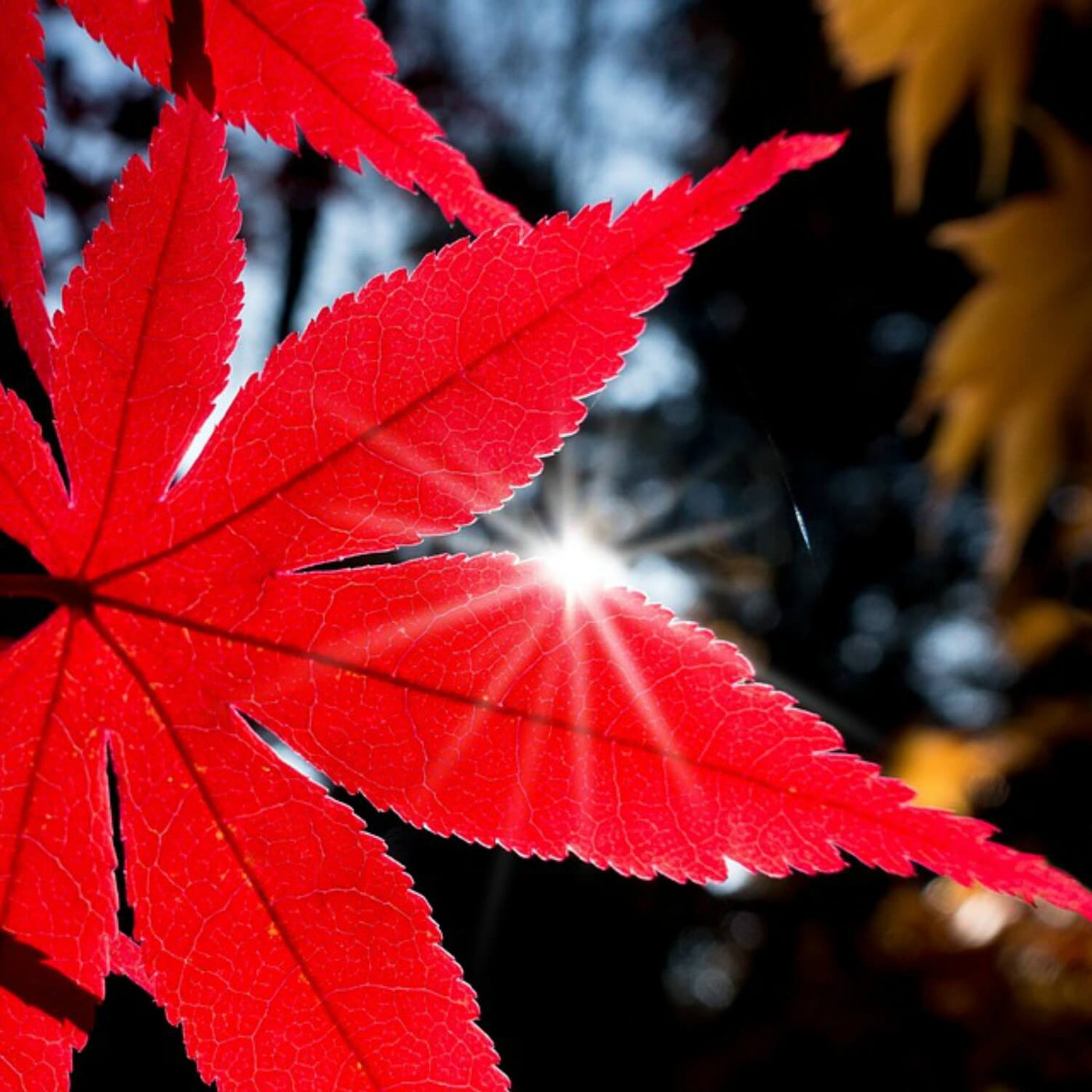 Japanese Red Maple - Akers James