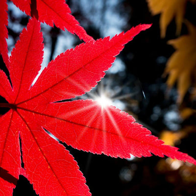 Japanese Red Maple - Akers James