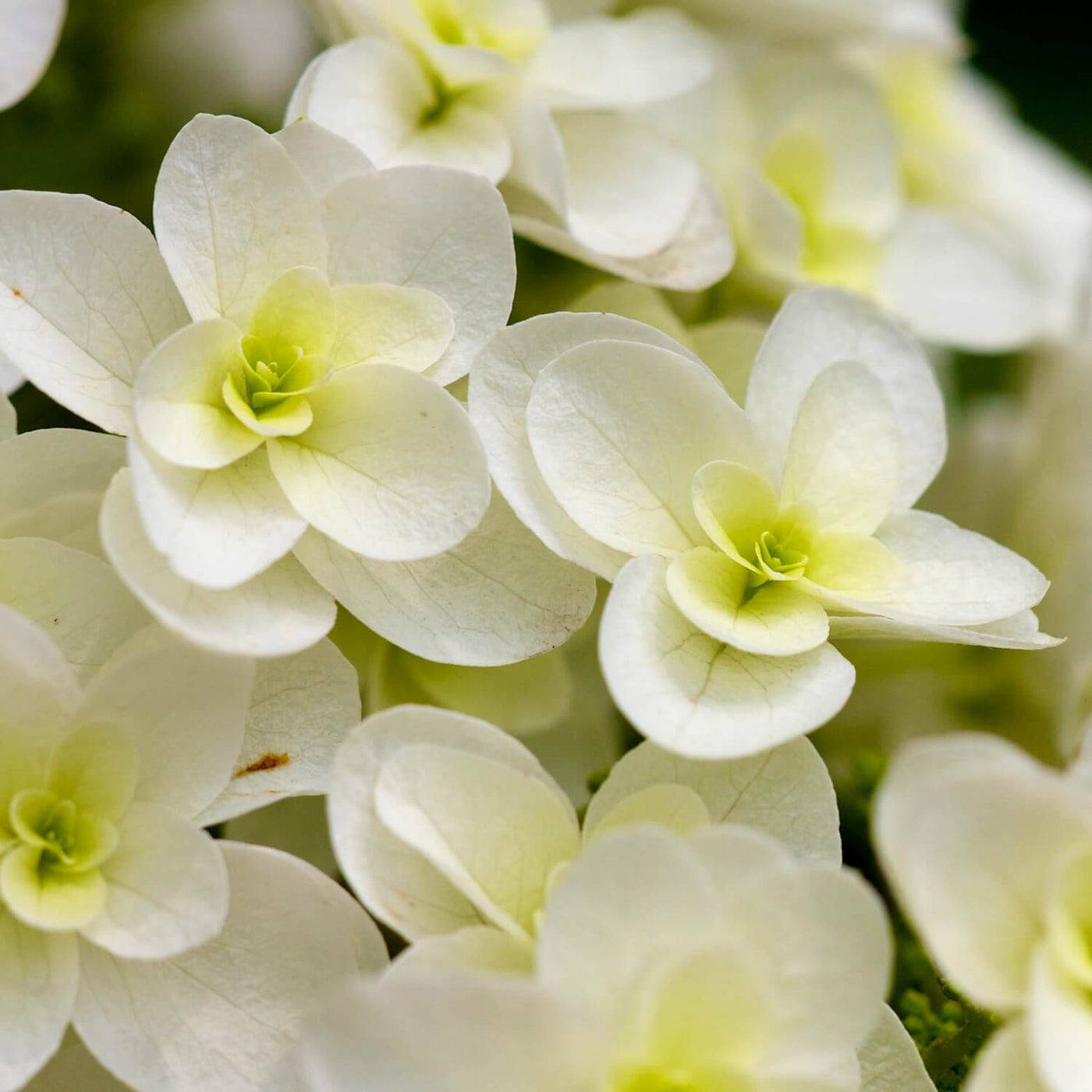 Oakleaf Hydrangea - Messenger
