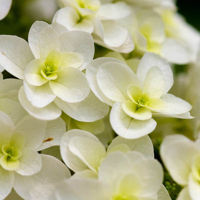 Oakleaf Hydrangea - Messenger