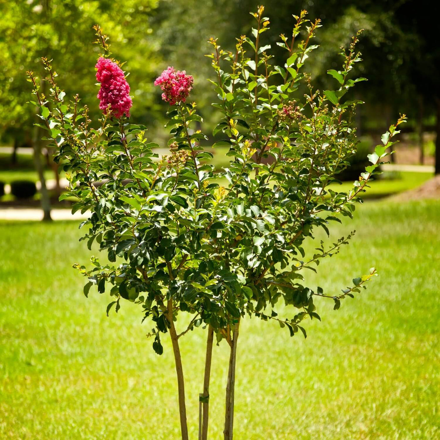 Crape Myrtle (Pink) - Heaven Bound