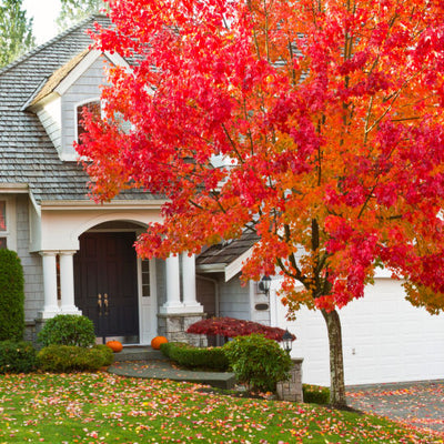 Red Maple