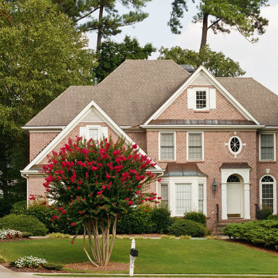 Crape Myrtle (Red) - Akers James