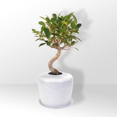 The Living Urn Indoors / Patio - Heaven Bound