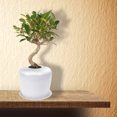 The Living Urn Indoors / Patio - Akers James
