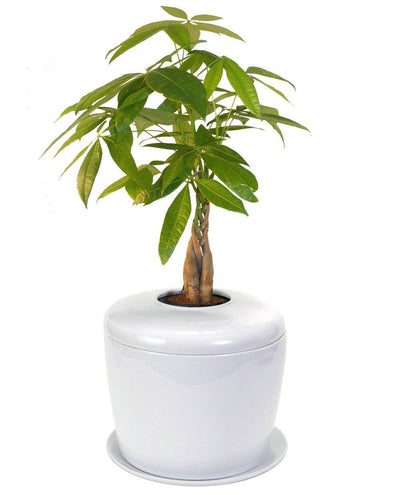 The Living Urn Indoors / Patio - Heaven Bound