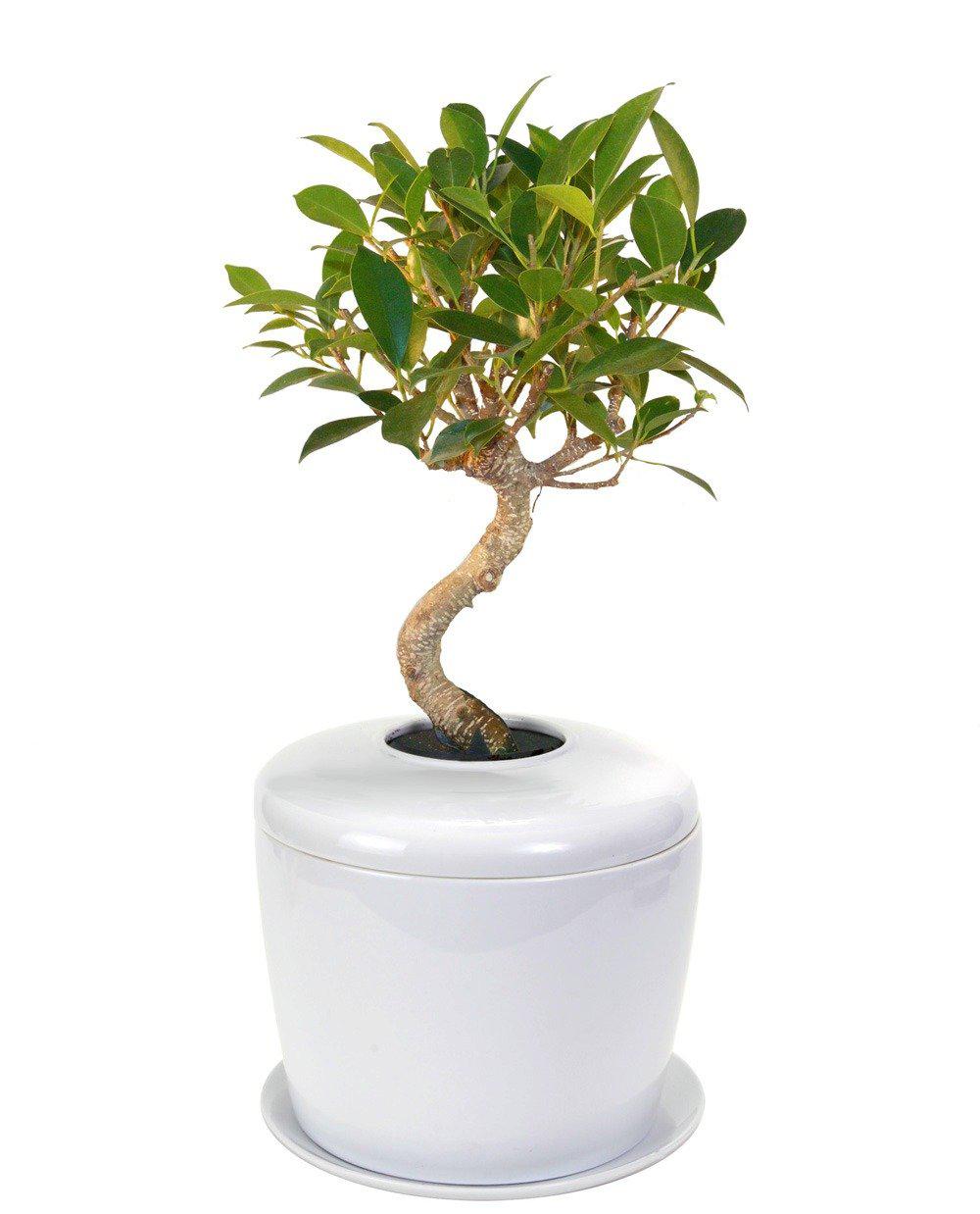 The Living Urn Indoors / Patio - Heaven Bound