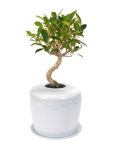 The Living Urn Indoors / Patio - Heaven Bound