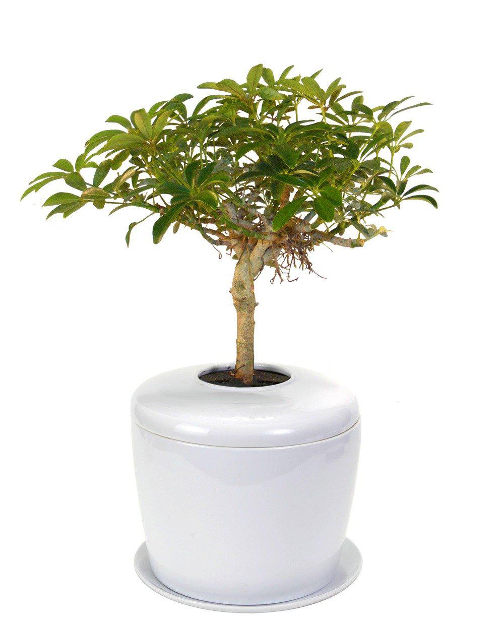 The Living Urn Indoors / Patio - Akers James