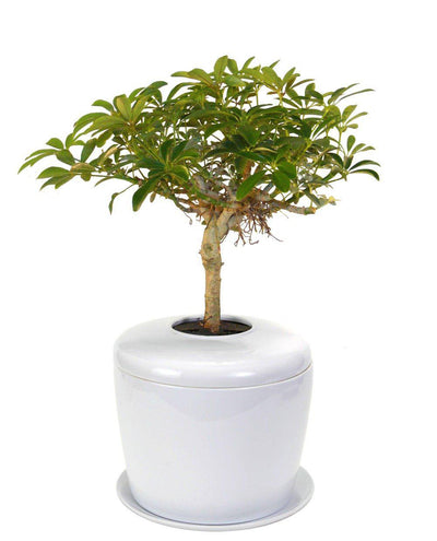 The Living Urn Indoors / Patio - Akers James