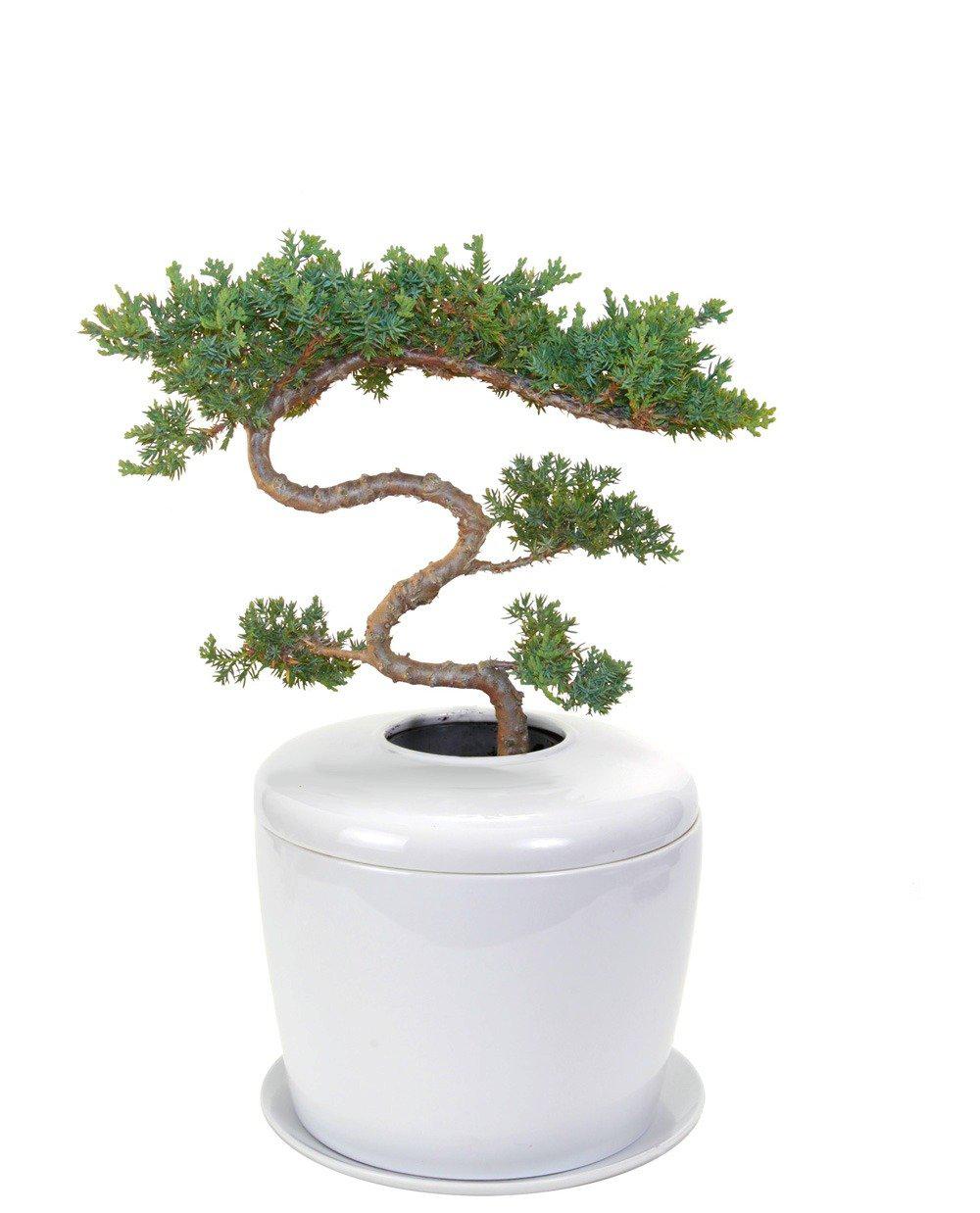 The Living Urn Indoors / Patio - Akers James