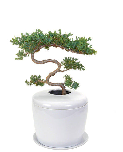 The Living Urn Indoors / Patio - Akers James