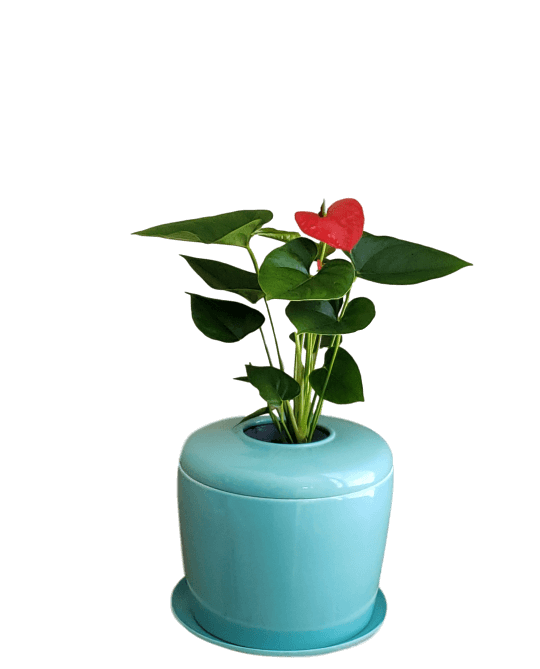 The Living Urn Indoors / Patio - Akers James