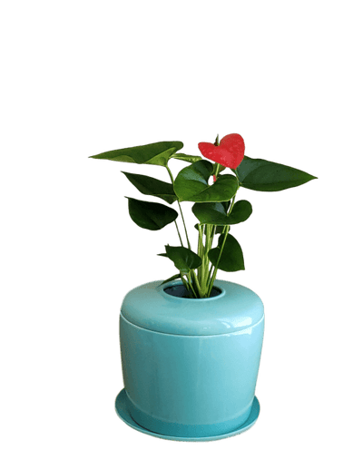 The Living Urn Indoors / Patio - Heaven Bound