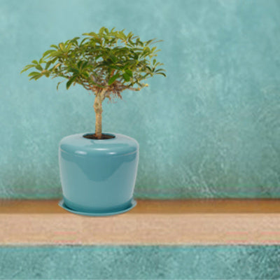 The Living Urn Indoors / Patio - Akers James