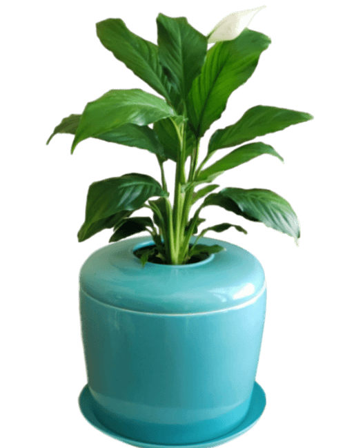 The Living Urn Indoors / Patio - Akers James