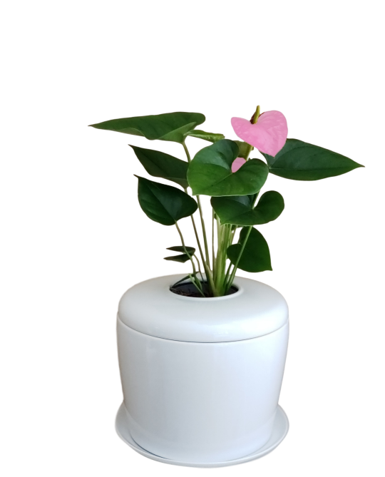 The Living Urn Indoors / Patio - Heaven Bound