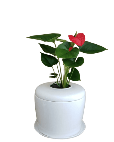 The Living Urn Indoors / Patio - Akers James