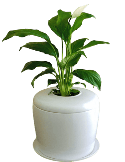 The Living Urn Indoors / Patio - Akers James